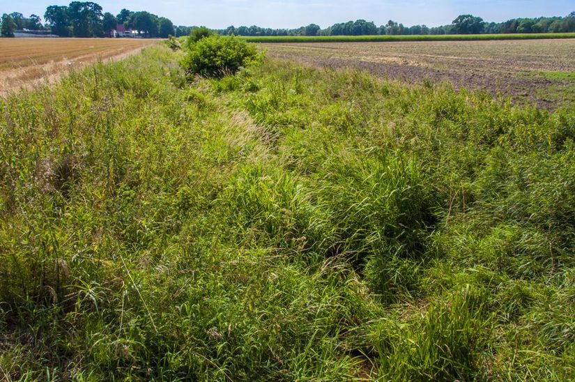 Roter Bach (Ost) im Unterlauf