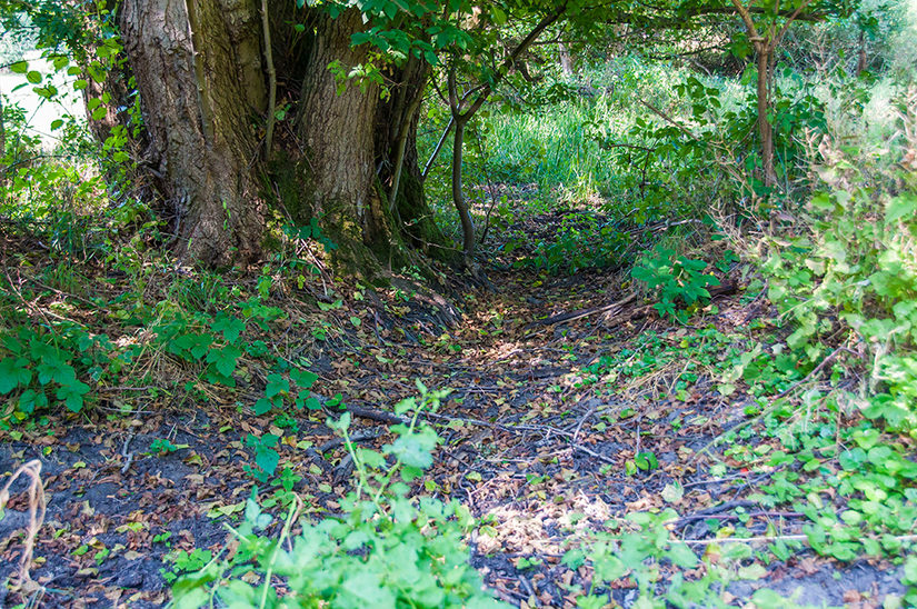 Der Rottberger Wiesenbach bei sommerlicher Trockenheit