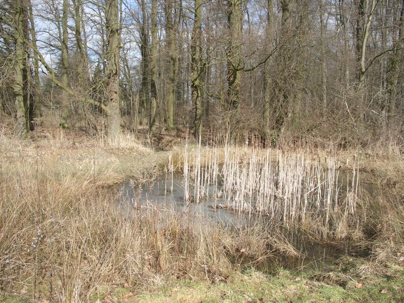 Amphibiengewässer, das im Zuge der Renaturierung angelegt wurde