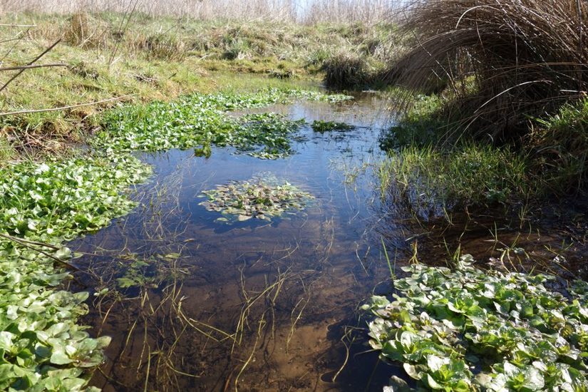 naturnaher Verlauf des Seskerbruchbachs mit Blauem Wasserehrenpreis