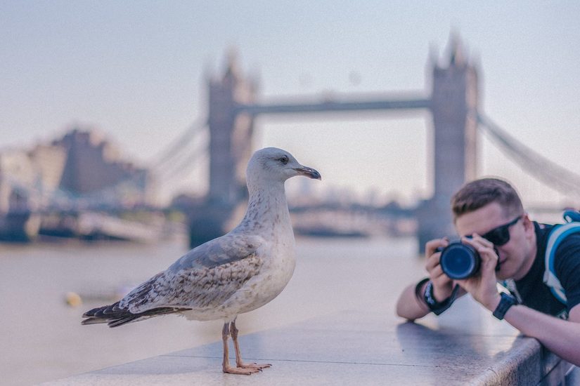 Weiße Person, die eine Möwe auf einer Balustrade Fotografiert. Im Hintergrund ist die Towerbridge verschommen gezeigt.