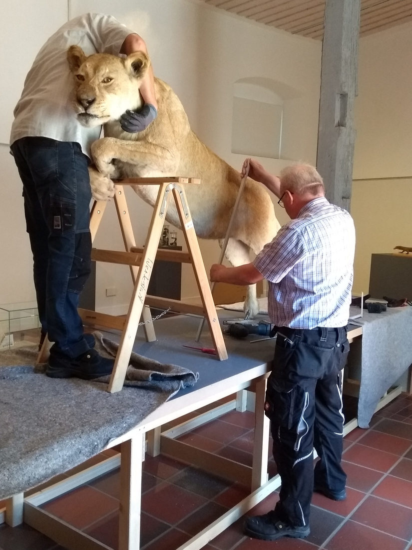 Ausrichtung der Löwin auf dem Catwalk