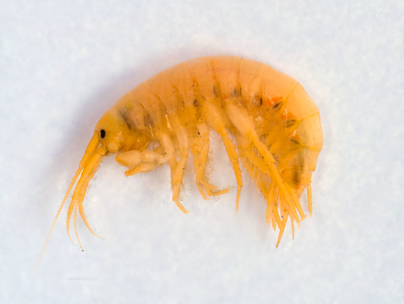 Bachflohkrebs Gammarus pulex - mit wenig Ansprüchen und daher häufig in unseren Gewässern