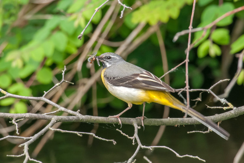 Gebirgsstelze mit erbeuteten Insekten