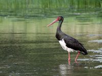 Lippe am Tallehof aus der Luft