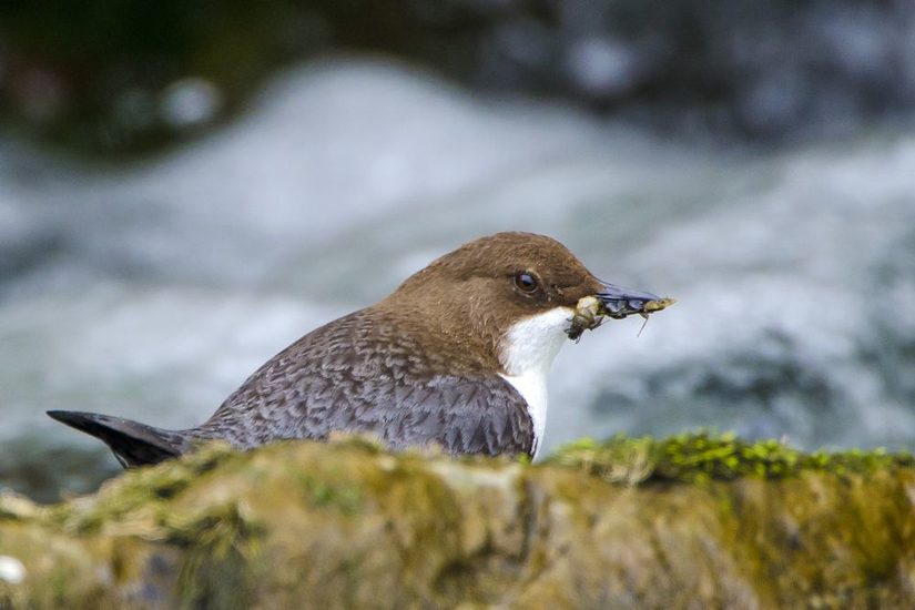 Wasseramsel