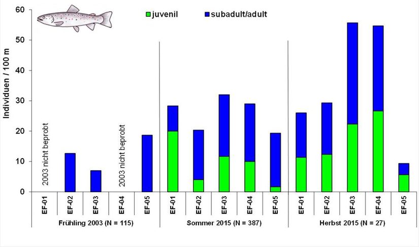 Anzahl der Bachforellen pro 100 m