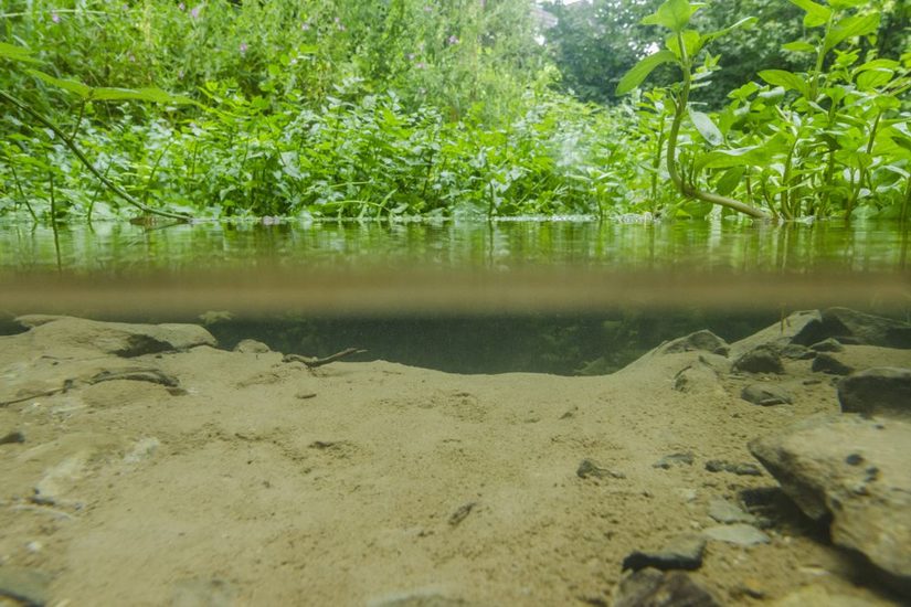 Nördliche Quelle auf dem Kehl-Schwarze-Gelände mit Uferröhricht und Sandsohle