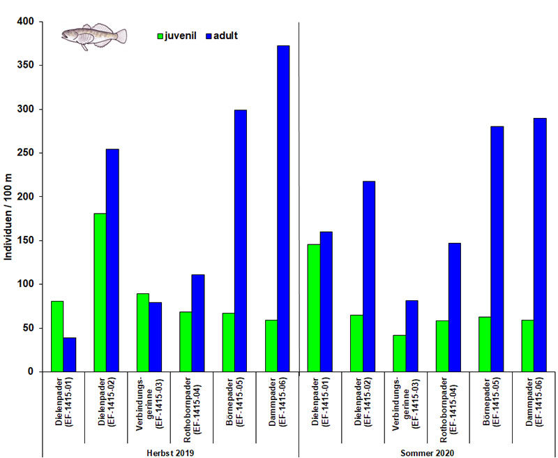 Anzahl junger (juveniler) und erwachsener (adulter) Koppen 2019 und 2020