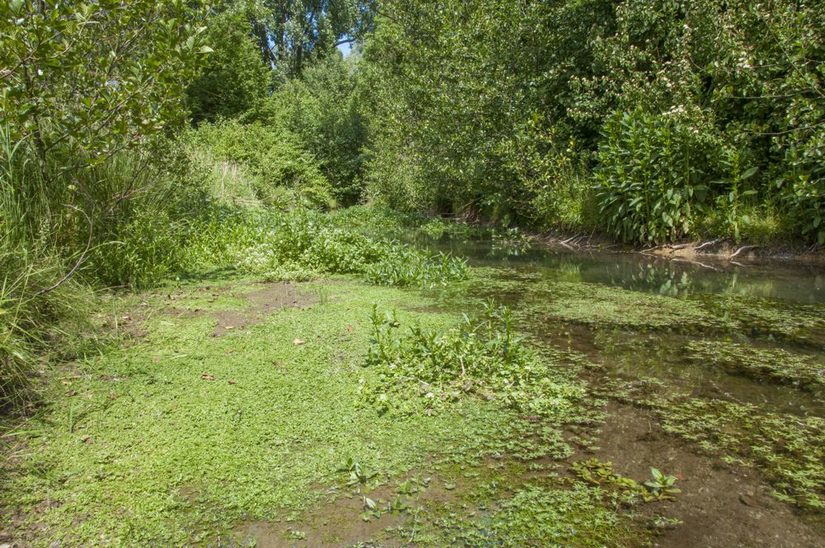 Aufweitung der Pader oberhalb des Padersees