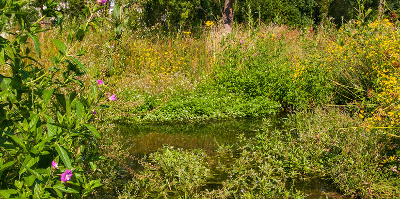 Röhrichte und Flachwasserbereiche sind im mittleren Paderquellgebiet enstanden