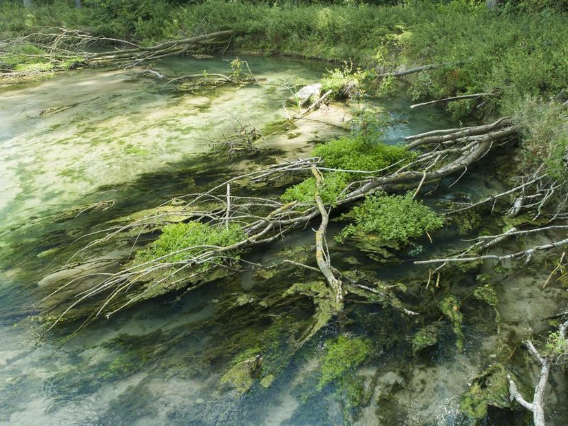 Flussröhricht an Totholz