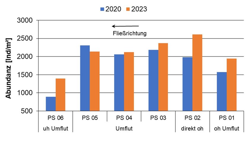 Anzahl der Individuen pro Quadratmeter Gewässersohle