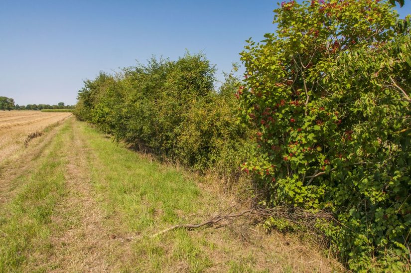 Erkennen kann man ihn an seinem Gehölzsaum - der Lichtebach in Mitten von landwirtschaftlichen Nutzungen