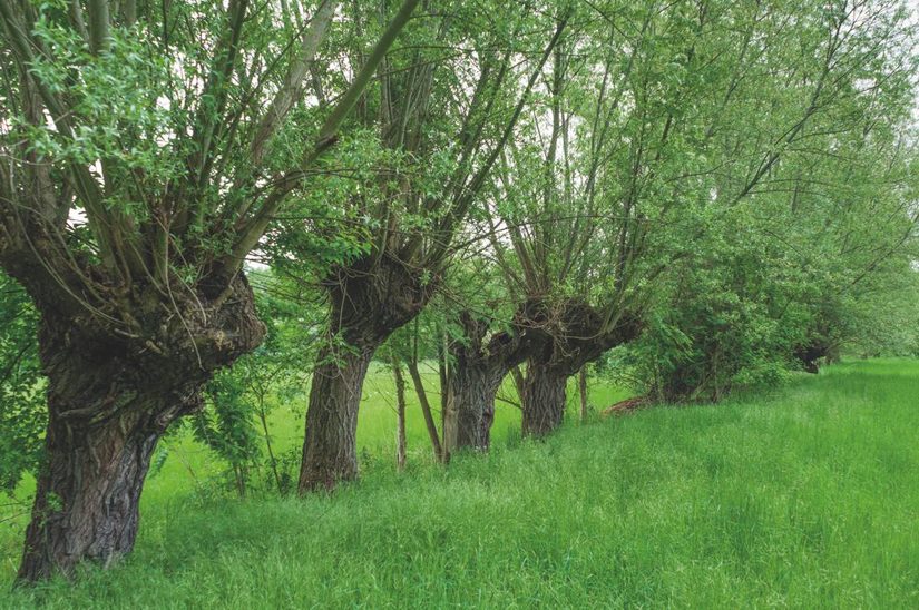 Kopfweiden in den Lothewiesen