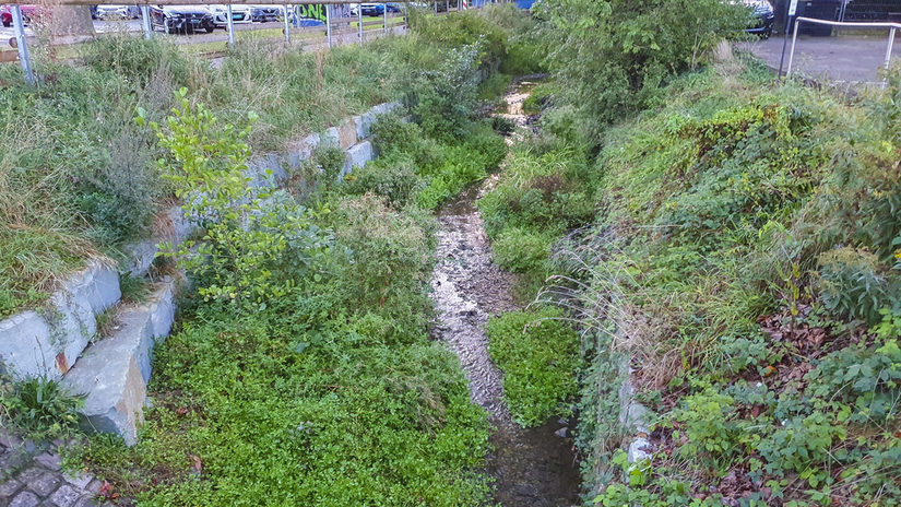 Rothebachprofil an der Detmolder Straße im September 2024