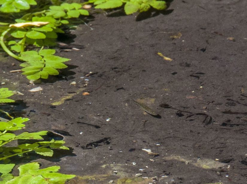 Restwasser bietet aber auch dann noch Rückzugsraum für Fische wie hier Dreistachlige Stichlinge.