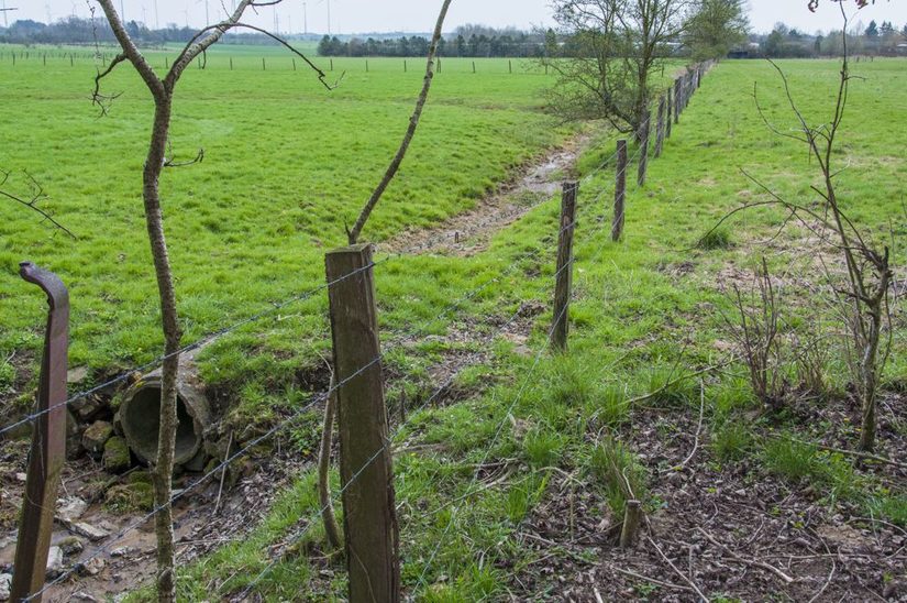 Weidenutzungen prägen das Bild des Südlichen Quellbachs