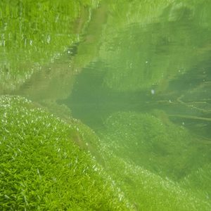 Wassersternpolster in der Maspernpader