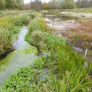 ausgeprägte Fließgewässervegetation nach der Renaturierung am Nettelnbrecker See