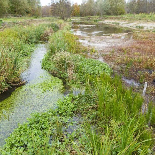 ausgeprägte Fließgewässervegetation nach der Renaturierung am Nettelnbrecker See