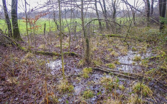 Quelle im Naturschutzgebiet "Elser Holz"