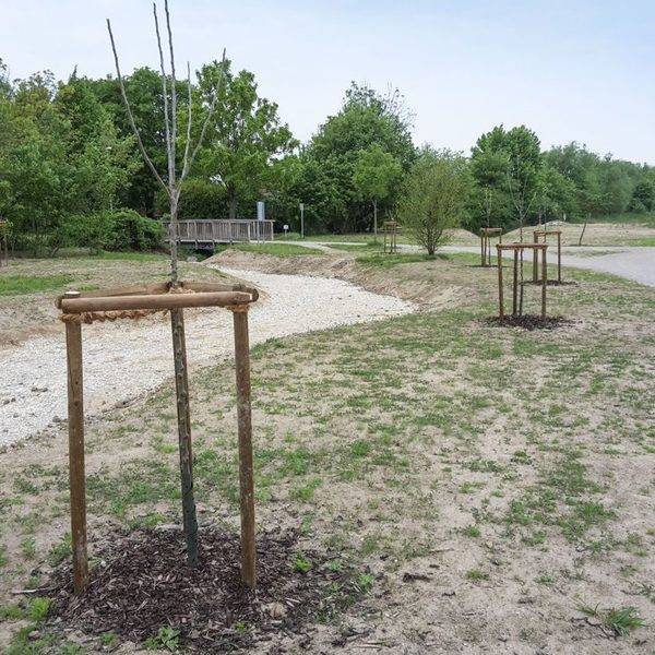 Lebensraumtypische Gehölze - Weiden wurden gepflanzt