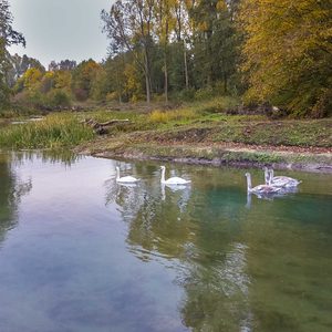 Der Schwan-Familie gefällt die NEUE PADER in der Aue