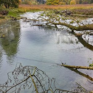 Totholz bedeutet auch eigendynamisch entstehende Kolke, wichtige Rückzugsräume für Fische