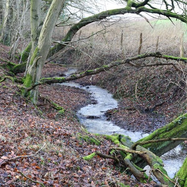 Jothe am Nordhang des Ringelsbruchwaldes