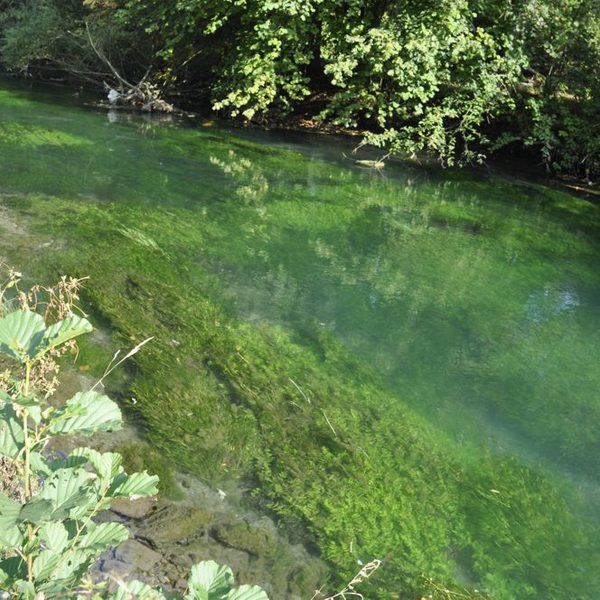 2011 haben sich bereits dichte Polster von Unterwasser-Vegetation gebildet.