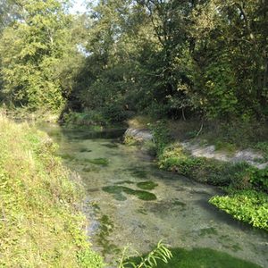 Und auch am Ufer konnte sich Brunnenkresse und Co. etablieren