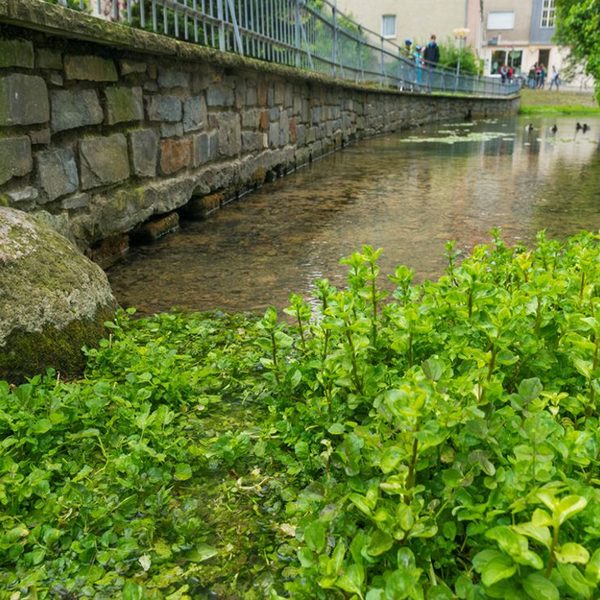 Brunnenkresse (links) und Bachbunge an der Augenquelle (Pader)