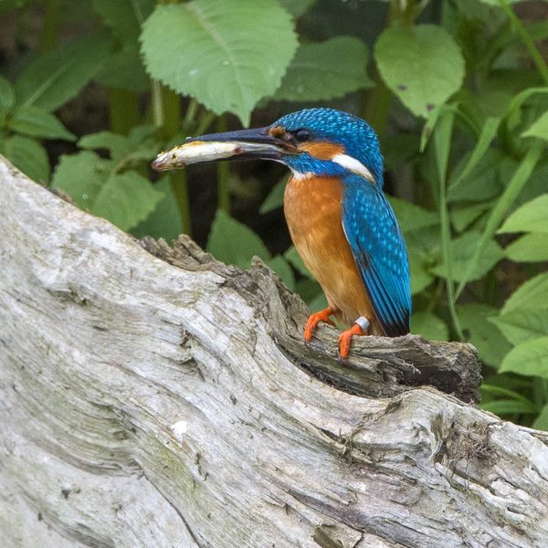 erfolgreicher Fischfang eines Eisvogels