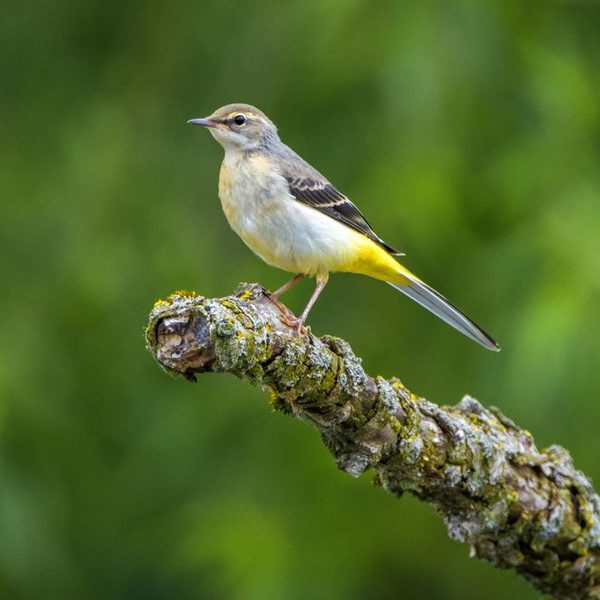 Gebirgsstelze, eine typische Fließgewässerart