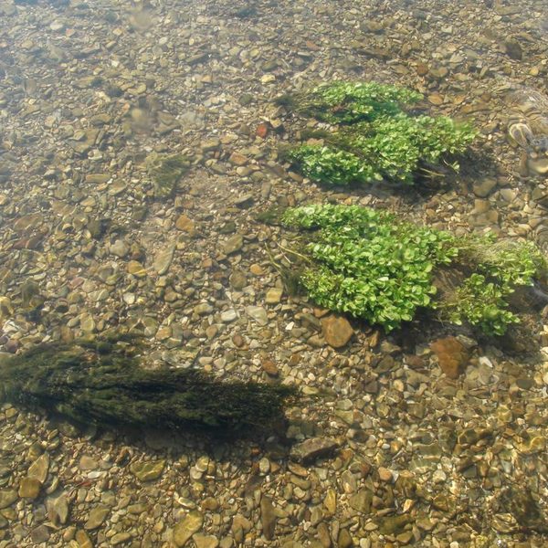 Korngrößenvielfalt, von feinen Sanden bis zu groben Kiesen in der Lippe