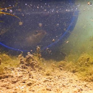 Aal bei der Freilassung im Padersee