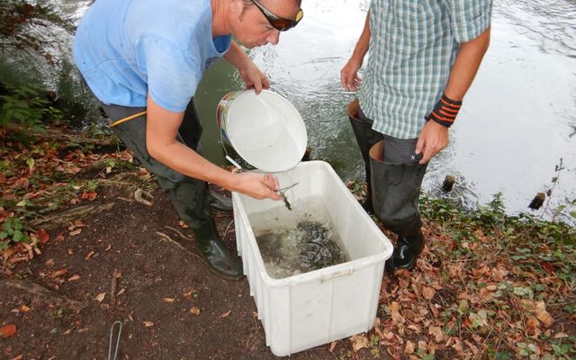 Die gefangenen Fische werden zunächst in Wannen gesetzt und anschließend in die Pader zurückgesetzt.