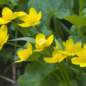 Sumpfdotterblume - Caltha palustris