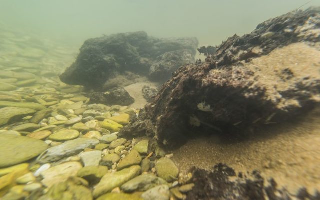 Besonders an Totholz lagern sich Sedimente unterschiedlicher Korngrößen ab.