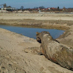 Zeitzeugen der Dynamik - dicke Eichenstämme haben seit Jahrhunderten im Kies überdauert