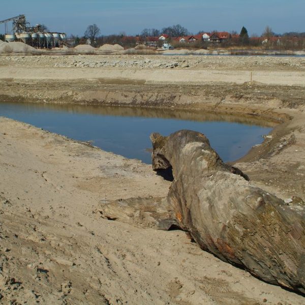 Zeitzeugen der Dynamik - dicke Eichenstämme haben seit Jahrhunderten im Kies überdauert