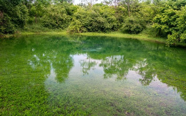 Die Große Rothebachquelle mit Wasser...