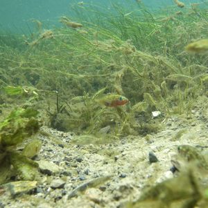 Dreistachlinge Stichlinge in der Rothobornpader