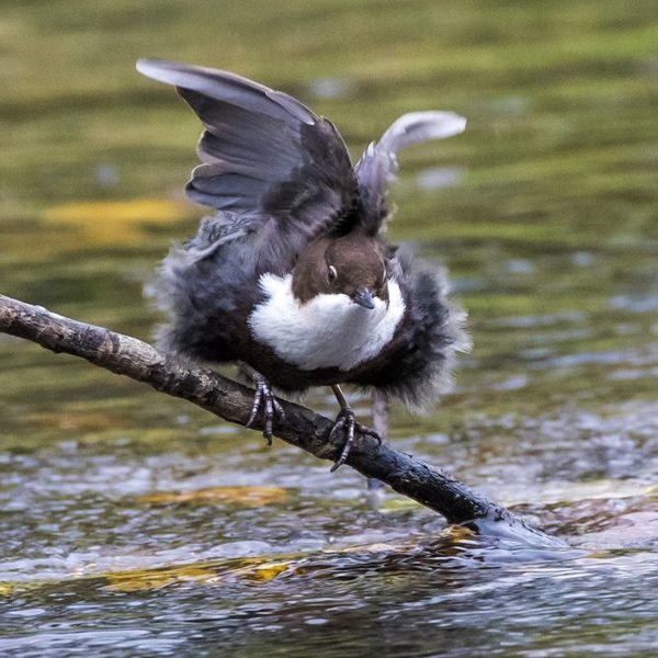 Wasseramsel beim Baden