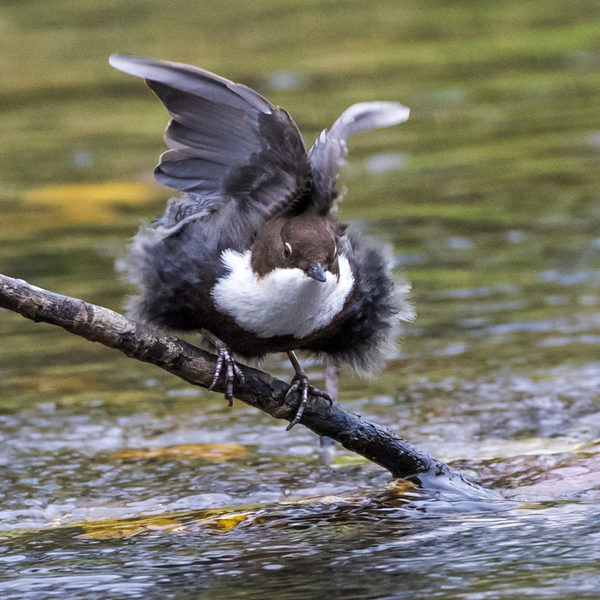 Wasseramsel