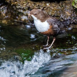 Wasseramsel mit Nahrung