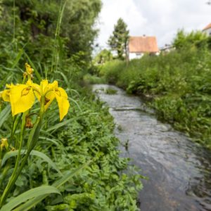 Sumpf-Schwertlilie am Rothebach