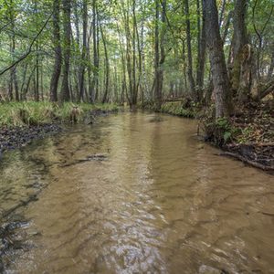 Rippelmarken auf der Sohle der Grimke - einem Sandgeprägten Tieflandbach