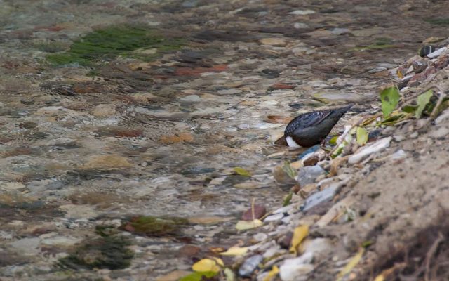 Auf Tauchgang - eine Wasseramsel sucht nach Kleinlebewesen.